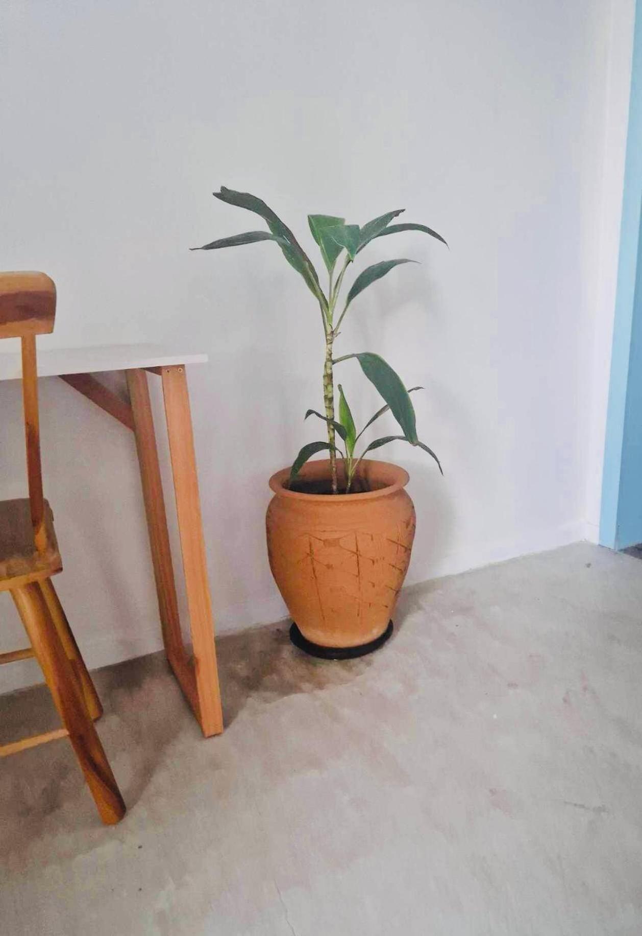 Villa Parazinho Paracuru Buitenkant foto